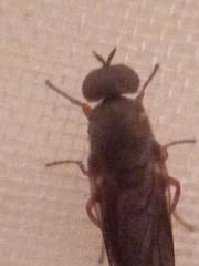 Scenopinus fenestralis