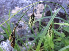 Carex macrochaeta