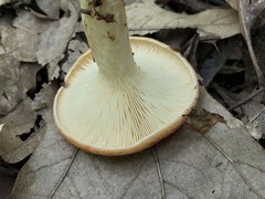 Lactarius croceus
