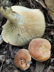 Lactarius croceus