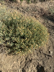 Heterotheca utahensis