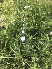 Convolvulus arvensis