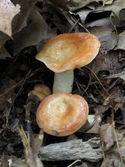 Lactarius croceus