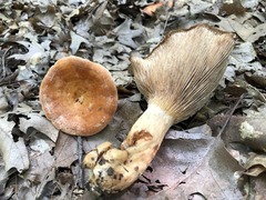 Lactarius croceus