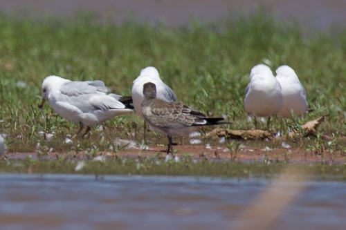 Laughing Gull photographed in Oklahoma