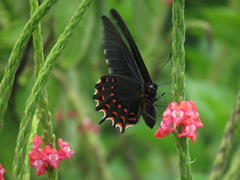 Heraclides erostratus