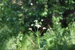 Valeriana officinalis