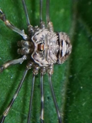 Fork-palped Harvestman