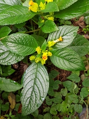 Chrysothemis friedrichsthaliana