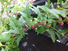 Blitum virgatum