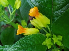 Chrysothemis friedrichsthaliana