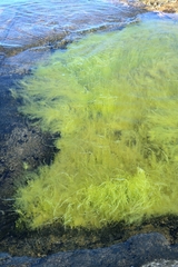 Cladophora glomerata