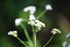 Valeriana officinalis
