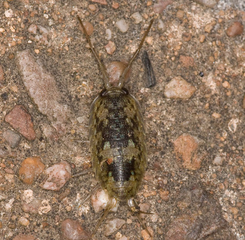 Common Sea Slater, photo 5 of 8