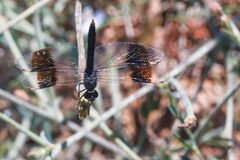 Brachythemis impartita
