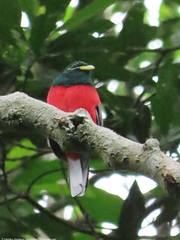 Apaloderma narina