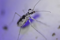 Ellipsoptera hirtilabris