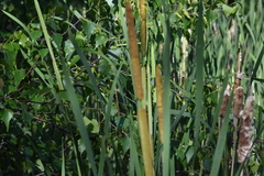 Typha latifolia