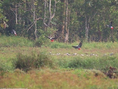 Psittacus erithacus erithacus