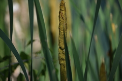 Typha latifolia