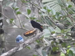 Ramphocelus flammigerus flammigerus