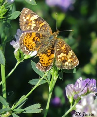 Phyciodes batesii