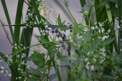 Solanum dulcamara