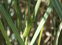 Atrachelacris