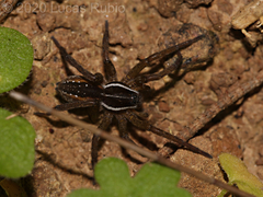 Diapontia uruguayensis