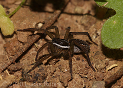 Diapontia uruguayensis