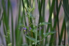 Solanum dulcamara