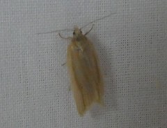 Clepsis leucaniana