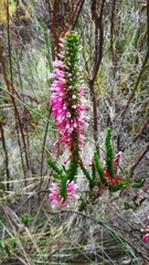 Erica colorans