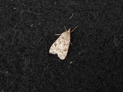 Eudonia truncicolella