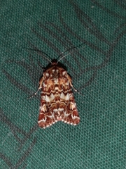 Anarta myrtilli
