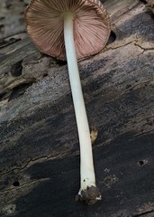 Pluteus deceptivus