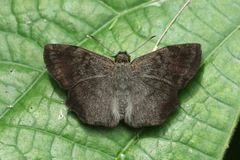 Antigonus erosus