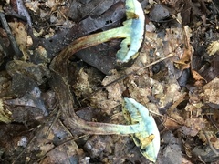 Boletellus chrysenteroides