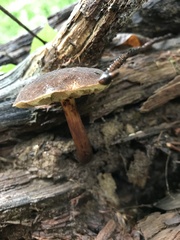 Boletellus chrysenteroides