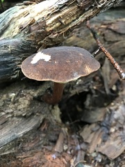 Boletellus chrysenteroides