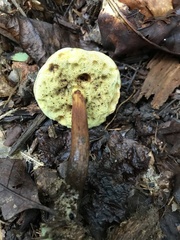 Boletellus chrysenteroides