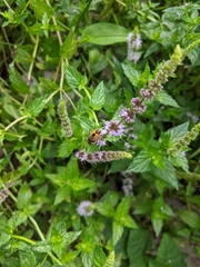 Eristalis arbustorum