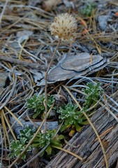 Antennaria suffrutescens