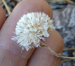 Antennaria suffrutescens