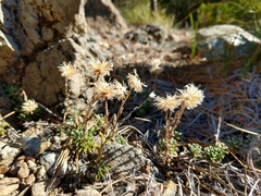 Antennaria suffrutescens