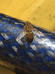 Parhelophilus integer