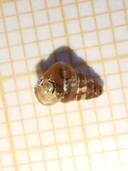 Cochlicella