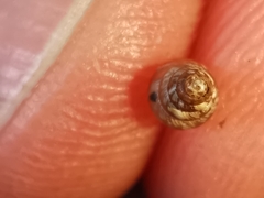 Cochlicella