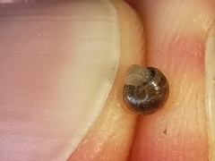 Cochlicella
