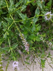 Eristalis arbustorum